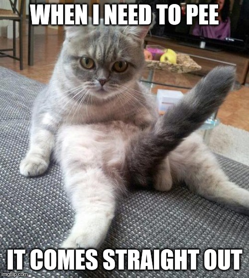 Sexy Cat | WHEN I NEED TO PEE; IT COMES STRAIGHT OUT | image tagged in memes,sexy cat | made w/ Imgflip meme maker