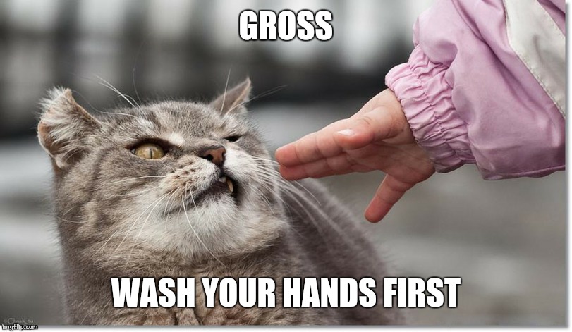 I DON'T WANT TO HAVE TO LICK THAT CRAP OFF LATER | GROSS; WASH YOUR HANDS FIRST | image tagged in cats,funny cats | made w/ Imgflip meme maker