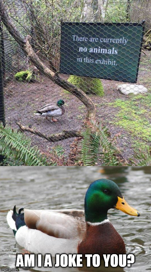  AM I A JOKE TO YOU? | image tagged in memes,actual advice mallard,am i a joke to you,duck | made w/ Imgflip meme maker