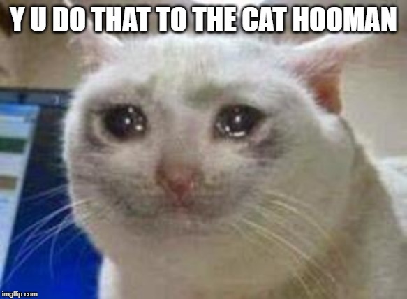 Sad cat | Y U DO THAT TO THE CAT HOOMAN | image tagged in sad cat | made w/ Imgflip meme maker
