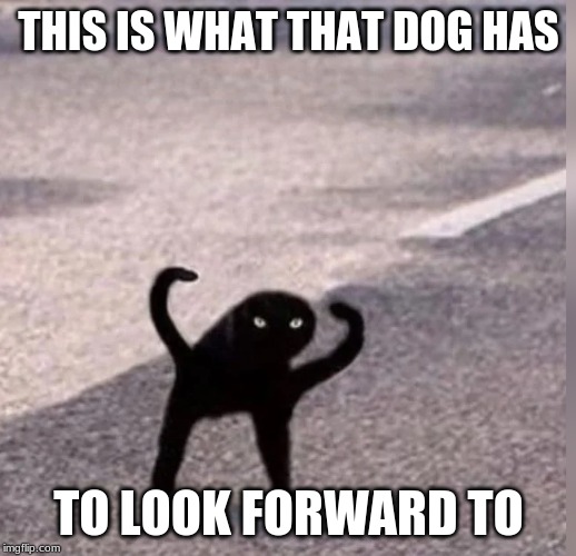 Cursed Cat | THIS IS WHAT THAT DOG HAS TO LOOK FORWARD TO | image tagged in cursed cat | made w/ Imgflip meme maker