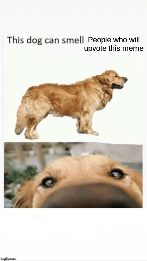 this dog can smell | People who will upvote this meme | image tagged in this dog can smell | made w/ Imgflip meme maker