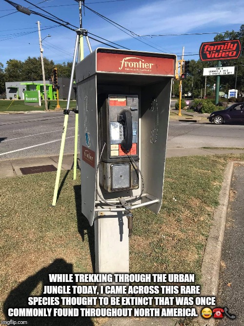 WHILE TREKKING THROUGH THE URBAN JUNGLE TODAY, I CAME ACROSS THIS RARE SPECIES THOUGHT TO BE EXTINCT THAT WAS ONCE COMMONLY FOUND THROUGHOUT NORTH AMERICA.  😂☎️📞 | image tagged in phone | made w/ Imgflip meme maker