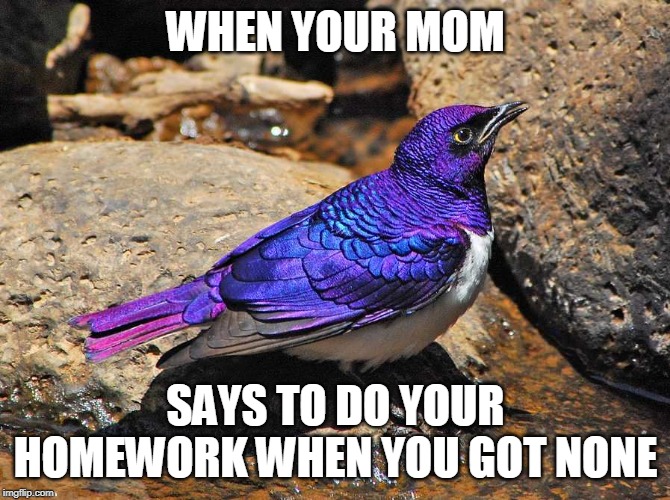 Amethyst Starling | WHEN YOUR MOM; SAYS TO DO YOUR HOMEWORK WHEN YOU GOT NONE | image tagged in amethyst starling | made w/ Imgflip meme maker