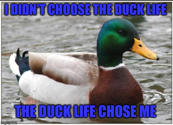 Actual Advice Mallard Meme | I DIDN'T CHOOSE THE DUCK LIFE THE DUCK LIFE CHOSE ME | image tagged in memes,actual advice mallard | made w/ Imgflip meme maker
