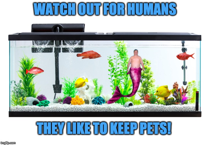 Pet Mermaid | WATCH OUT FOR HUMANS; THEY LIKE TO KEEP PETS! | image tagged in merman,mermaid,pet,human,aquarium | made w/ Imgflip meme maker