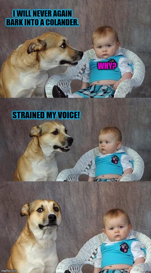 Dad Joke Dog |  I WILL NEVER AGAIN BARK INTO A COLANDER. WHY? STRAINED MY VOICE! | image tagged in memes,dad joke dog,puns,cute | made w/ Imgflip meme maker
