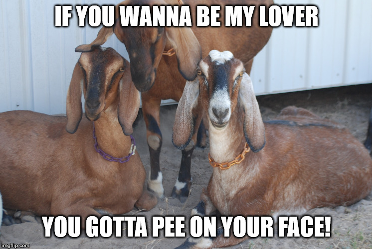 Goat humor | IF YOU WANNA BE MY LOVER; YOU GOTTA PEE ON YOUR FACE! | image tagged in goats | made w/ Imgflip meme maker