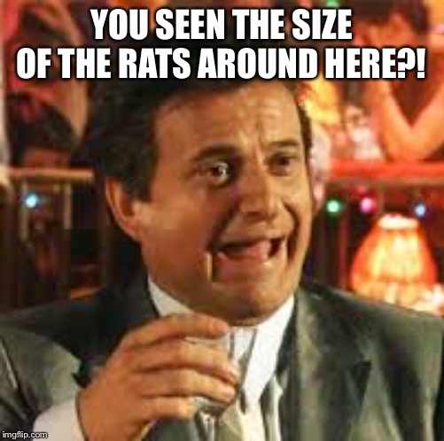 Joe Pesci | YOU SEEN THE SIZE OF THE RATS AROUND HERE?! | image tagged in joe pesci | made w/ Imgflip meme maker