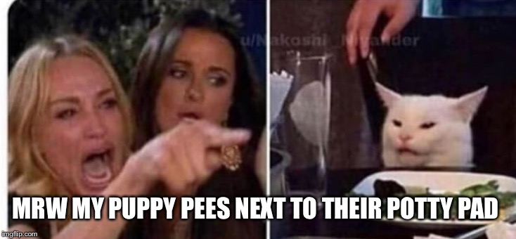 Cat at table | MRW MY PUPPY PEES NEXT TO THEIR POTTY PAD | image tagged in cat at table | made w/ Imgflip meme maker