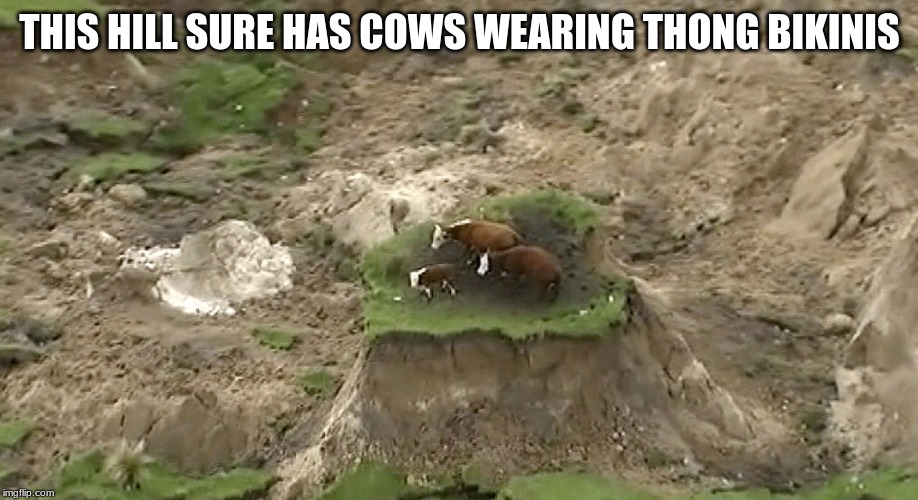 New Zealand Earthquake Cows/2016 Cows | THIS HILL SURE HAS COWS WEARING THONG BIKINIS | image tagged in new zealand earthquake cows/2016 cows | made w/ Imgflip meme maker