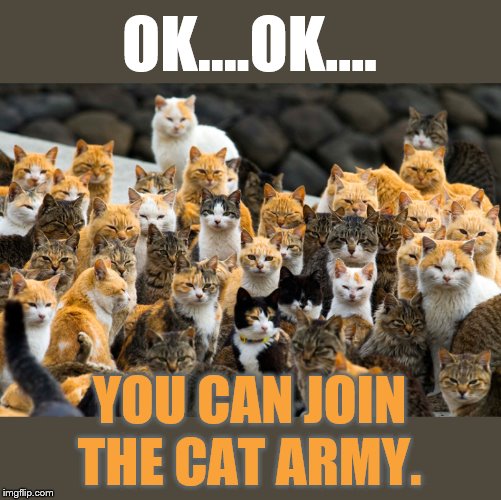 OK....OK.... YOU CAN JOIN THE CAT ARMY. | made w/ Imgflip meme maker