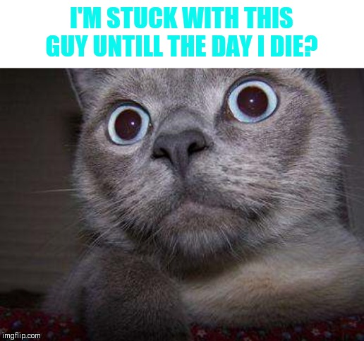 Freaky eye cat | I'M STUCK WITH THIS GUY UNTILL THE DAY I DIE? | image tagged in freaky eye cat | made w/ Imgflip meme maker