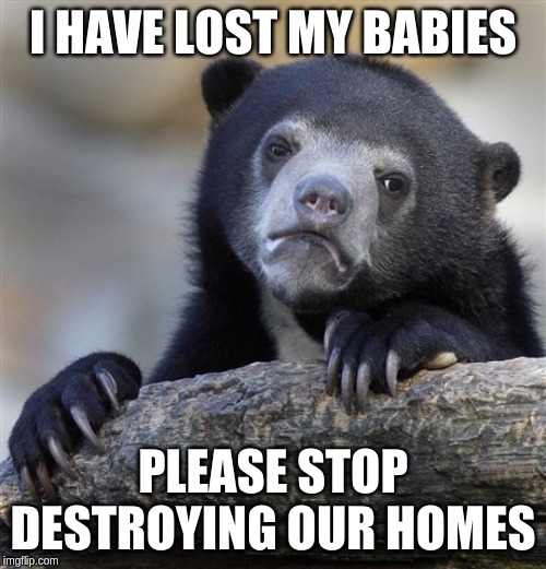 Confession Bear Meme | I HAVE LOST MY BABIES; PLEASE STOP DESTROYING OUR HOMES | image tagged in memes,confession bear | made w/ Imgflip meme maker