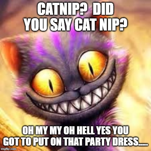 Crazy cat | CATNIP?  DID YOU SAY CAT NIP? OH MY MY OH HELL YES YOU GOT TO PUT ON THAT PARTY DRESS..... | image tagged in crazy cat | made w/ Imgflip meme maker