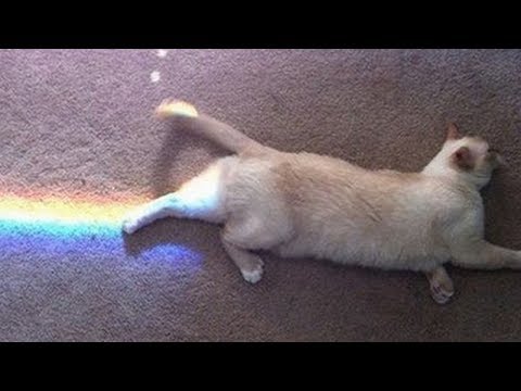 Rainbutt Cat Blank Meme Template