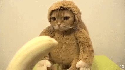Monkey Cat Blank Meme Template