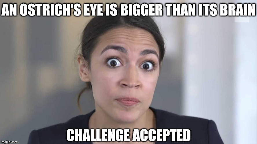 Alexandria OSTRICH-Cortez | AN OSTRICH'S EYE IS BIGGER THAN ITS BRAIN; CHALLENGE ACCEPTED | image tagged in memes,ostrich,bird box eyes open,expanding brain,crazy alexandria ocasio-cortez,challenge accepted | made w/ Imgflip meme maker