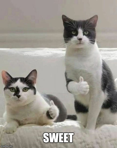 THUMBS UP CATS | SWEET | image tagged in thumbs up cats | made w/ Imgflip meme maker