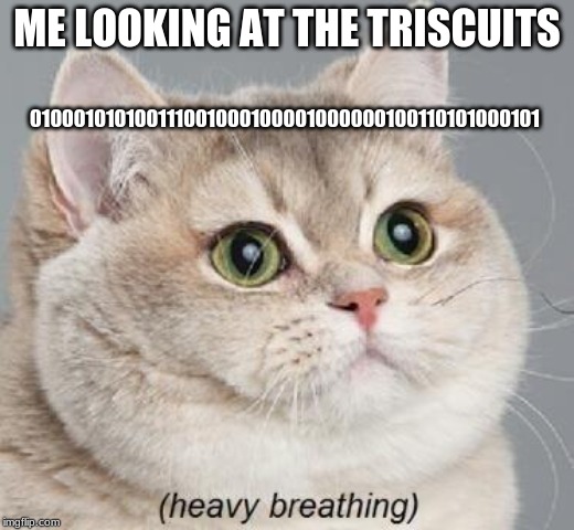 Heavy Breathing Cat Meme | 010001010100111001000100001000000100110101000101; ME LOOKING AT THE TRISCUITS | image tagged in memes,heavy breathing cat | made w/ Imgflip meme maker