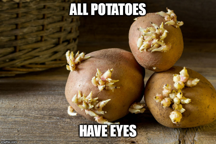 ALL POTATOES HAVE EYES | made w/ Imgflip meme maker