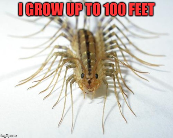 house centipede | I GROW UP TO 100 FEET | image tagged in house centipede | made w/ Imgflip meme maker