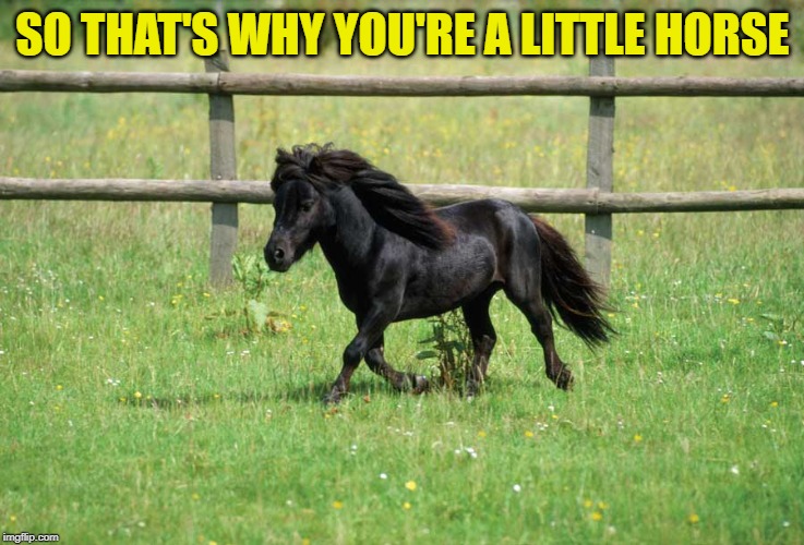 A little horse | SO THAT'S WHY YOU'RE A LITTLE HORSE | image tagged in a little horse | made w/ Imgflip meme maker