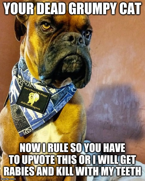 Grumpy Dog | YOUR DEAD GRUMPY CAT NOW I RULE SO YOU HAVE TO UPVOTE THIS OR I WILL GET RABIES AND KILL WITH MY TEETH | image tagged in grumpy dog | made w/ Imgflip meme maker