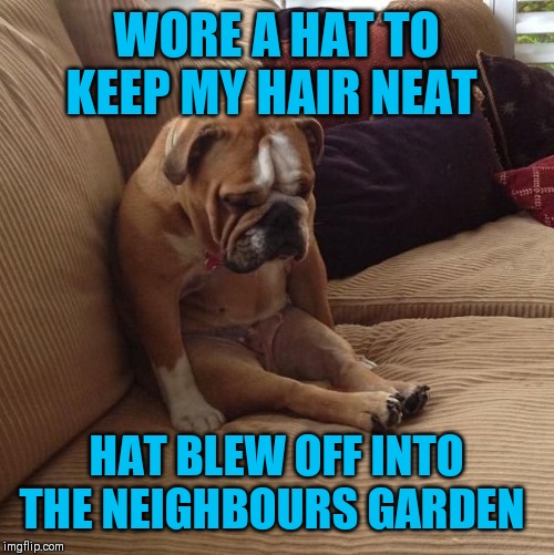 bulldogsad | WORE A HAT TO KEEP MY HAIR NEAT HAT BLEW OFF INTO THE NEIGHBOURS GARDEN | image tagged in bulldogsad | made w/ Imgflip meme maker