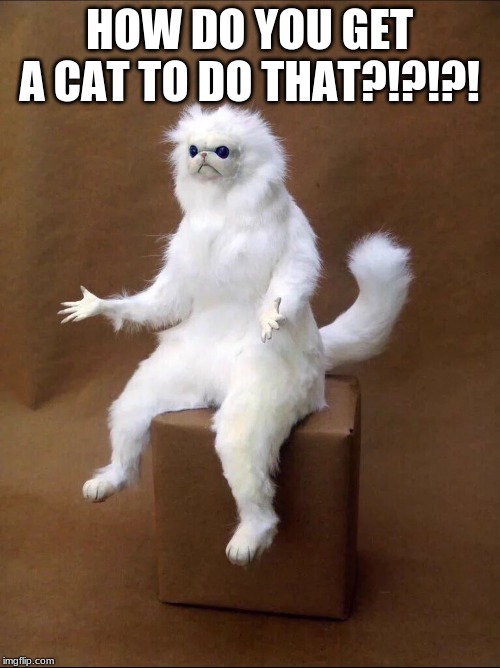 Cat Shrug | HOW DO YOU GET A CAT TO DO THAT?!?!?! | image tagged in cat shrug | made w/ Imgflip meme maker