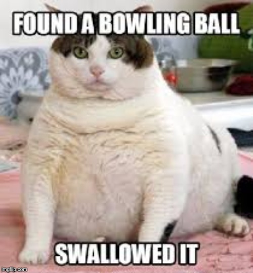 i got my explanation | image tagged in cats,funny,memes,fat cat,fat | made w/ Imgflip meme maker