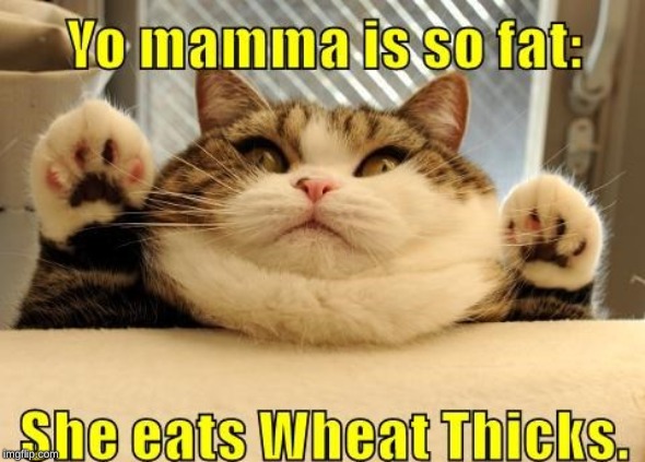 OOOOHHHHH BURN!!!! | image tagged in cats,yo mama so fat,funny,buckwheat | made w/ Imgflip meme maker