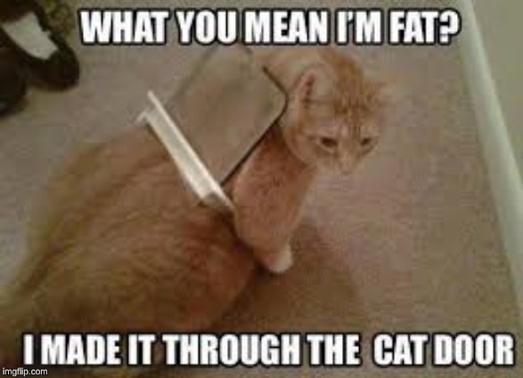 COMMENT YOUR FAT CAT MEME | image tagged in fat cat,funny,memes | made w/ Imgflip meme maker