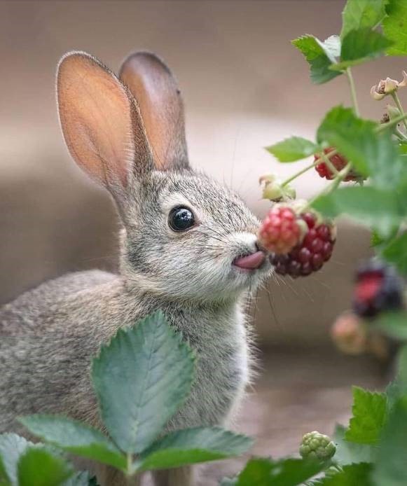 Berry Bunny Blank Meme Template