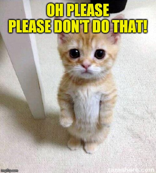 Cute Cat Meme | OH PLEASE PLEASE DON'T DO THAT! | image tagged in memes,cute cat | made w/ Imgflip meme maker
