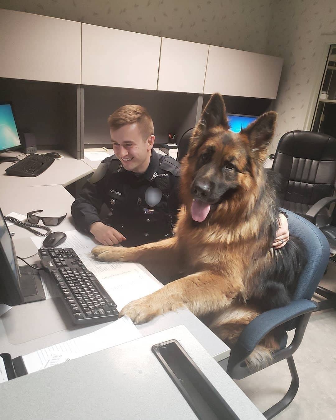 Police Dog Sitting Blank Meme Template