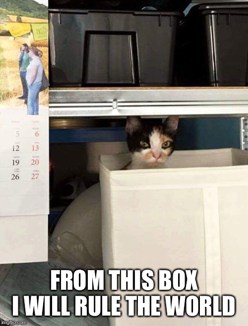 Cat Dictator | FROM THIS BOX I WILL RULE THE WORLD | image tagged in cat dictator | made w/ Imgflip meme maker
