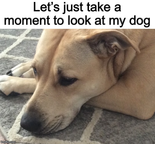 Let’s just take a moment to look at my dog | made w/ Imgflip meme maker