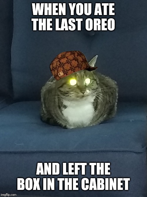 Evil kitty | WHEN YOU ATE THE LAST OREO; AND LEFT THE BOX IN THE CABINET | image tagged in evil kitty | made w/ Imgflip meme maker