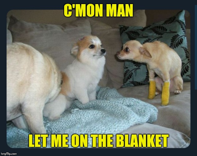 NOPE | C'MON MAN; LET ME ON THE BLANKET | image tagged in doge,dogs | made w/ Imgflip meme maker
