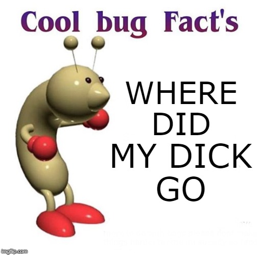 cool bug facts | WHERE DID; MY DICK
GO | image tagged in cool bug facts | made w/ Imgflip meme maker