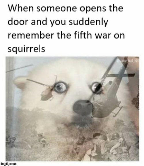 Squirld war 5 | image tagged in memes,dogs | made w/ Imgflip meme maker