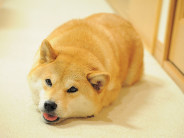 Tired or Hot doge Blank Meme Template