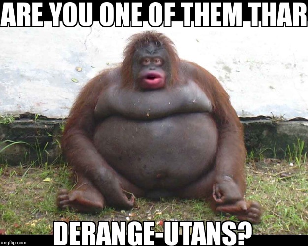 image tagged in orangutan,deranged,primate | made w/ Imgflip meme maker