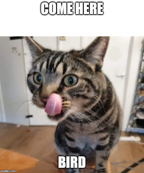 Cat licking itself | COME HERE BIRD | image tagged in cat licking itself | made w/ Imgflip meme maker