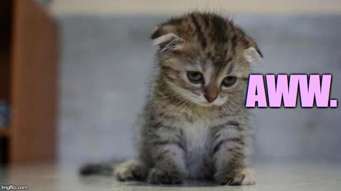 Sad kitten | AWW. | image tagged in sad kitten | made w/ Imgflip meme maker