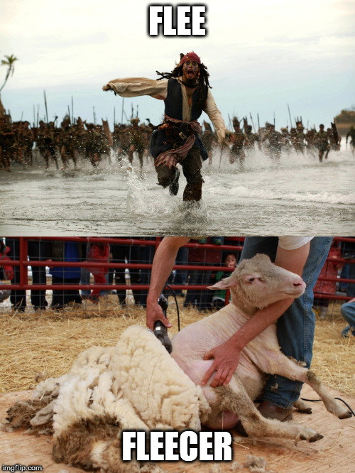 FLEE FLEECER | image tagged in captain jack sparrow running,sheep shearing | made w/ Imgflip meme maker