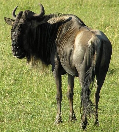 Gnu here Blank Meme Template