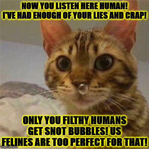 SNOT BUBBLE | NOW YOU LISTEN HERE HUMAN! I'VE HAD ENOUGH OF YOUR LIES AND CRAP! ONLY YOU FILTHY HUMANS GET SNOT BUBBLES! US FELINES ARE TOO PERFECT FOR THAT! | image tagged in snot bubble | made w/ Imgflip meme maker