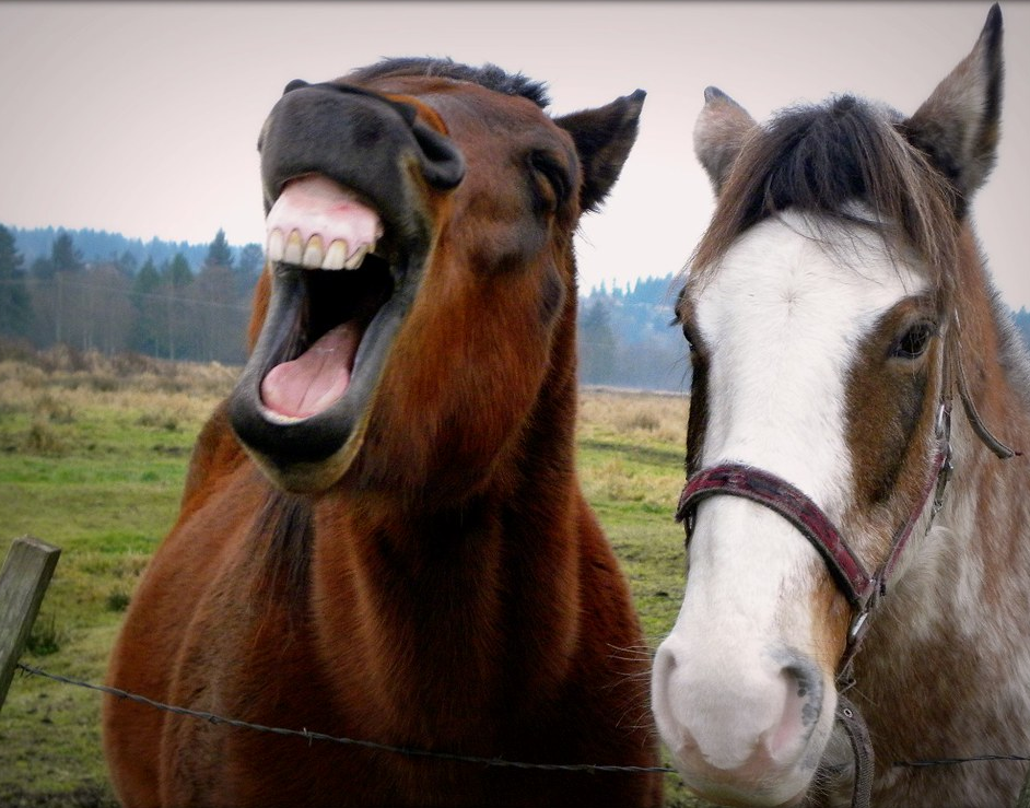 High Quality Laughing Horse Blank Meme Template